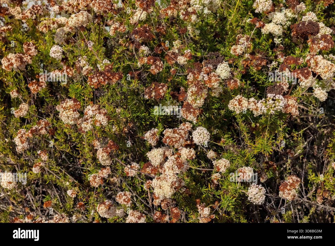Grano saraceno piatto, Eriogonum fasciculatum, fioritura nel Cabrillo National Monument, San Diego, California, Stati Uniti Foto Stock