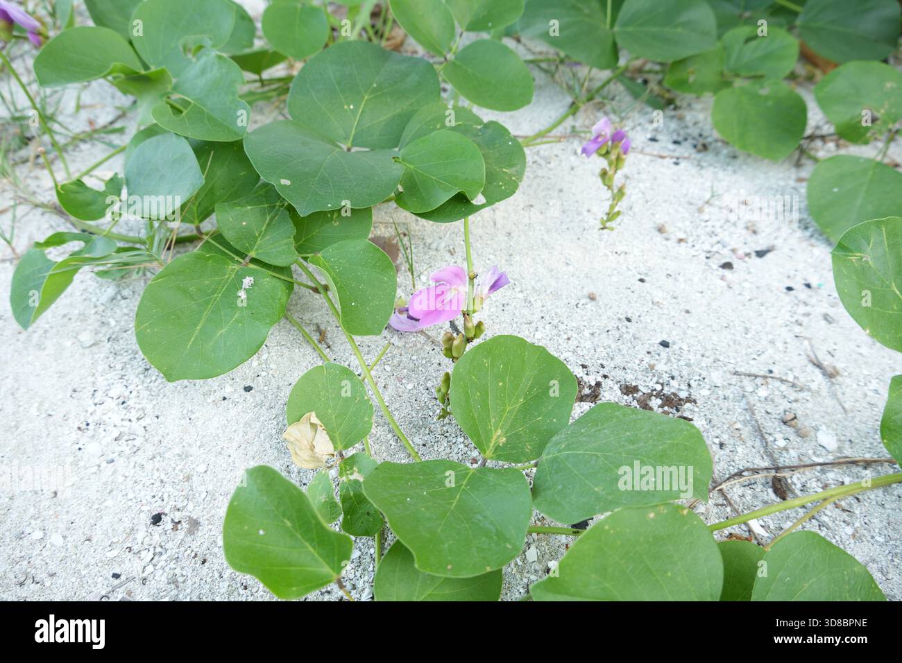 Scopri i vivaci fiori di gloria della spiaggia che fioriscono lungo la spiaggia sabbiosa, perfetti per il design costiero Foto Stock