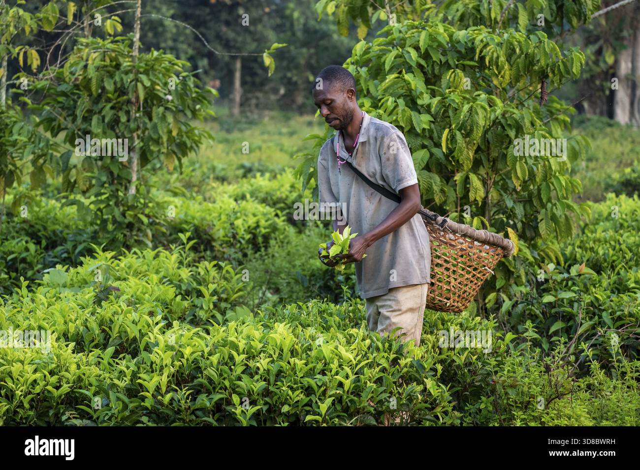Lavoratore in una piantagione di tè che raccoglie foglie di tè, regione occidentale, Uganda Foto Stock