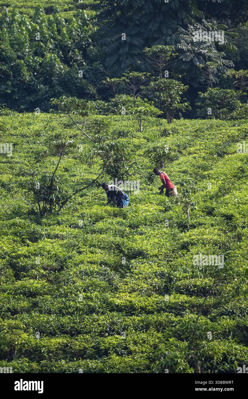 Lavoratore in una piantagione di tè nelle montagne, nella regione occidentale, in Uganda Foto Stock