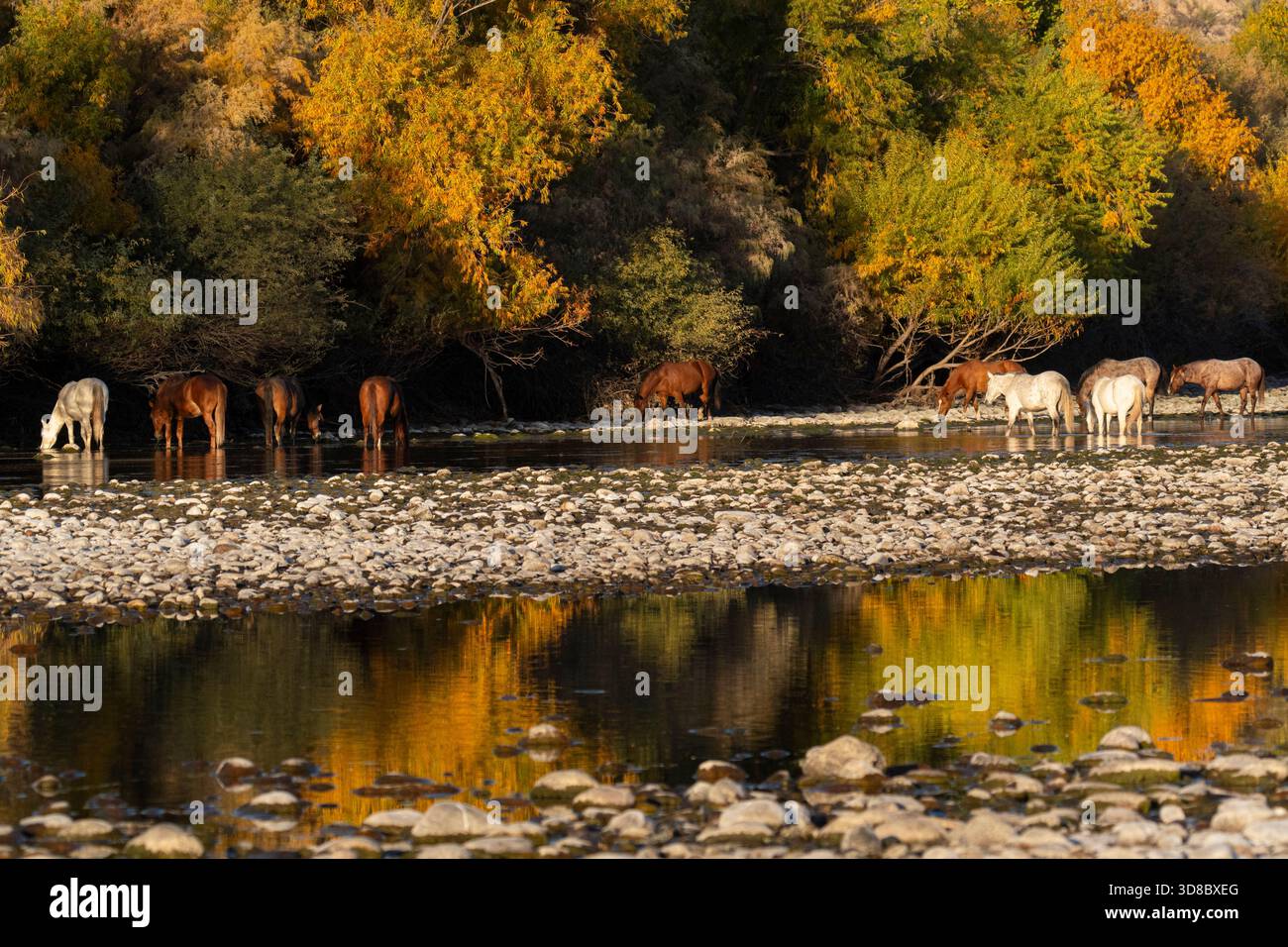 Cavalli selvatici in autunno al tramonto, Salt River, Arizona Foto Stock