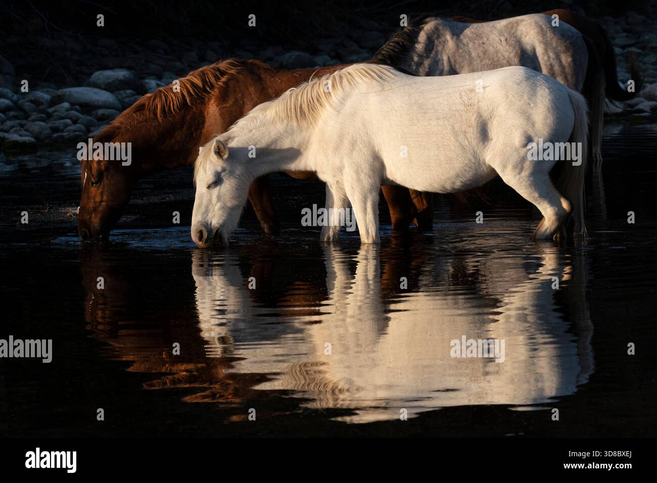 Cavalli selvatici in autunno al tramonto, Salt River, Arizona Foto Stock