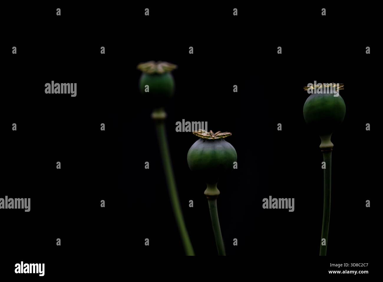 Una collezione di fotografie d'arte in bianco e nero che catturano fiori in momenti di tranquilla astrazione. Ogni immagine esplora forma, trama e tono Foto Stock