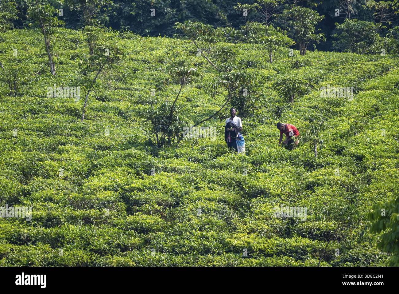Lavoratore in una piantagione di tè nelle montagne, nella regione occidentale, in Uganda Foto Stock