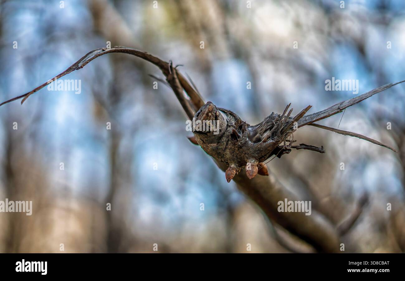 Progettare su un arto rotto Foto Stock