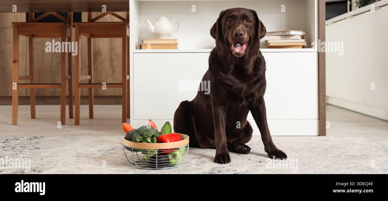 Simpatico Labrador con cesto di verdure in cucina Foto Stock