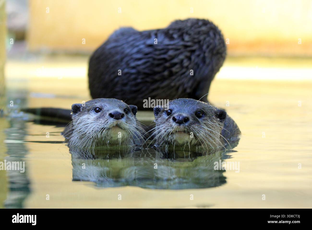 Lontre che si rilassano in uno stagno d'acqua Foto Stock
