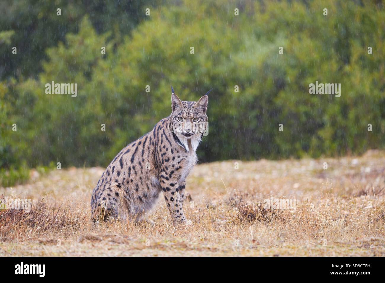 Lince iberica Lynx pardinus, uomo adulto seduto sull'erba sotto la pioggia, Toledo, Spagna, novembre Foto Stock