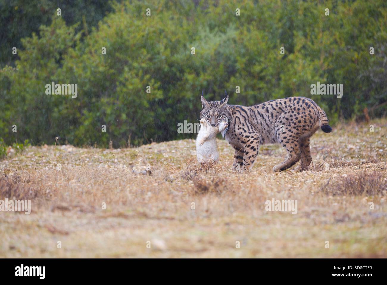 Lince iberica Lynx pardinus, maschio adulto con coniglio europeo Oryctolagus cuniculus, preda in bocca, Toledo, Spagna, novembre Foto Stock
