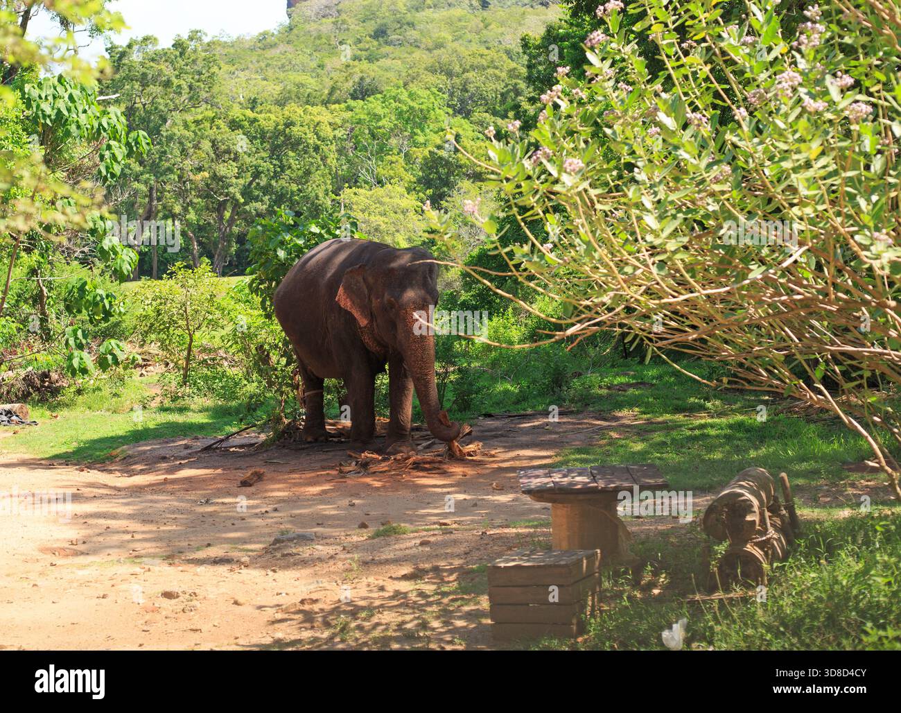 Un elefante asiatico che viene utilizzato per trasportare turisti - questa è una pratica popolare ma non etica in Sri Lanka Foto Stock