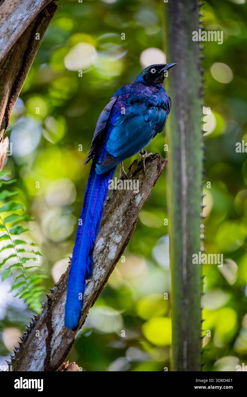 Lo starling lucido dalla coda lunga (Lamprotornis caudatus) è un membro della famiglia degli uccelli starling. È un allevatore residente in Africa tropicale da Foto Stock