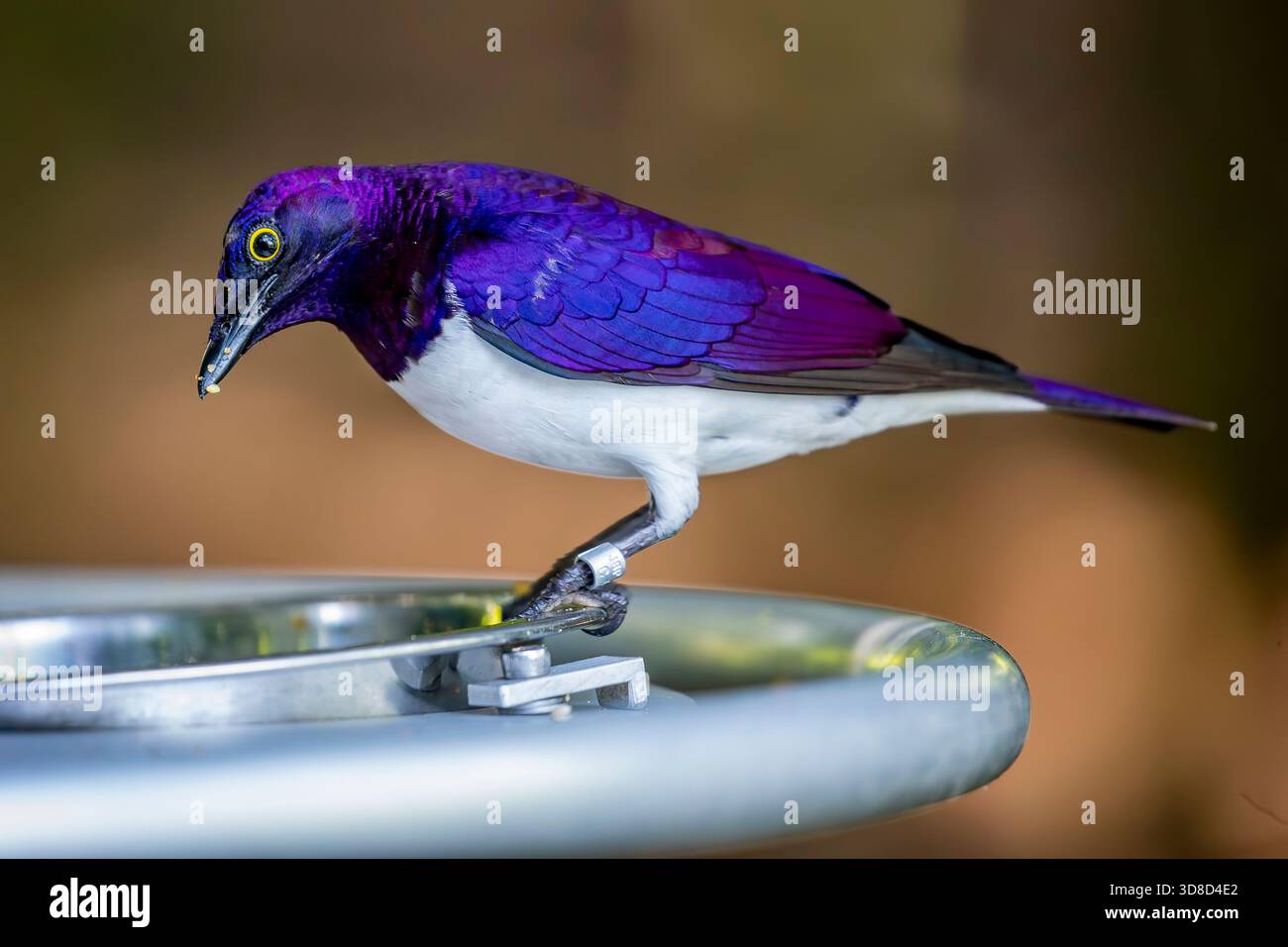 Uno starling appoggiato da Violet. Si tratta di una specie relativamente piccola di starling della famiglia Sturnidae. Questa è una specie fortemente dimorfica sessualmente Foto Stock