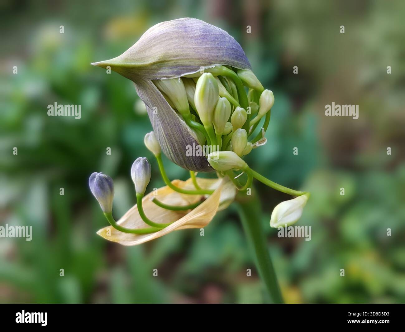 Un primo piano unico cattura un bocciolo di Agapanto nella sua fase di fioritura iniziale, emergendo delicatamente nei paesaggi selvaggi del Kenya. Foto Stock