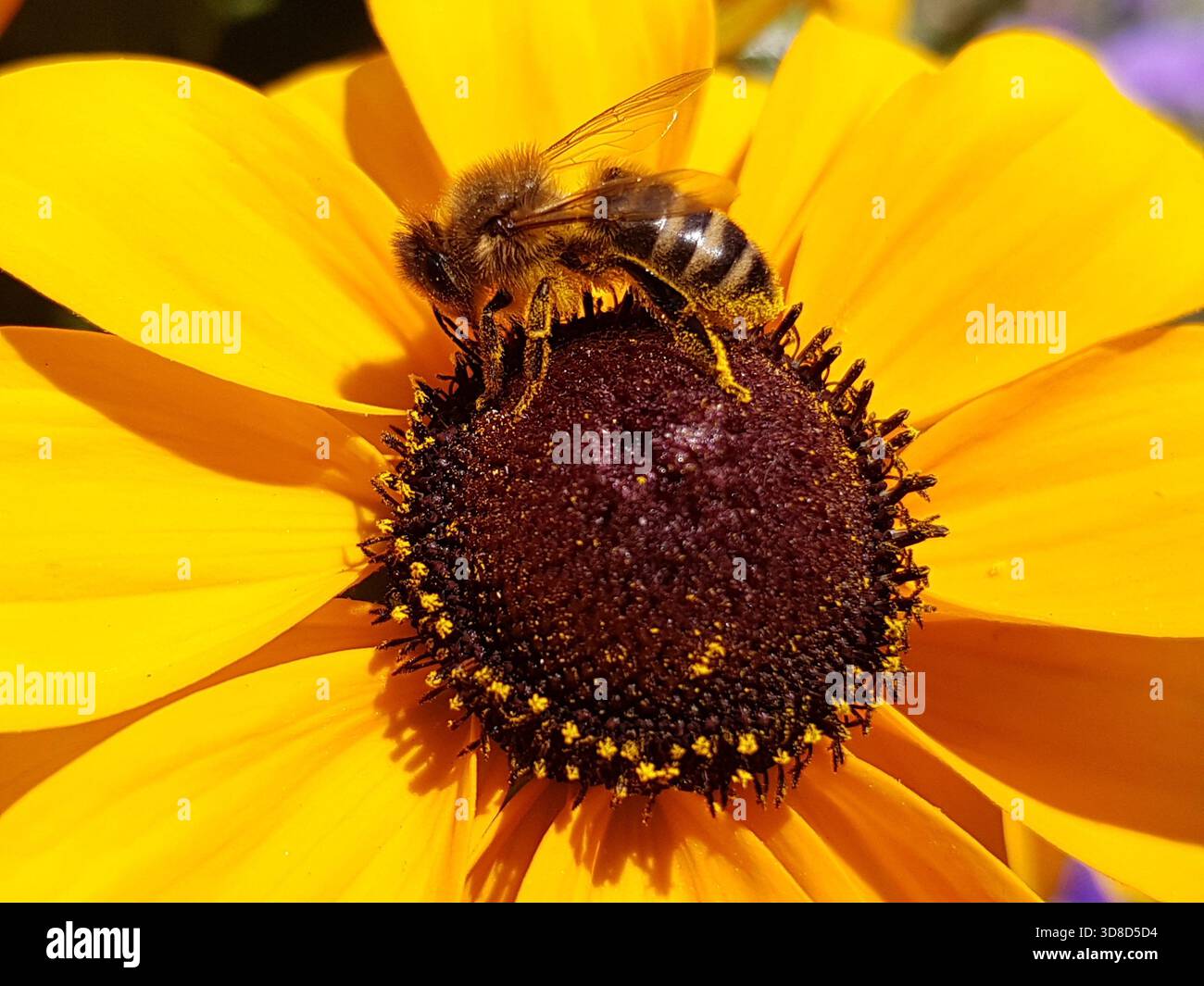 Speciale foto macro di un'ape affollata che raccoglie nettare su un fiore di rudbeckia giallo dorato. Il primo piano rivela una dinamica tra insetto e sangue Foto Stock