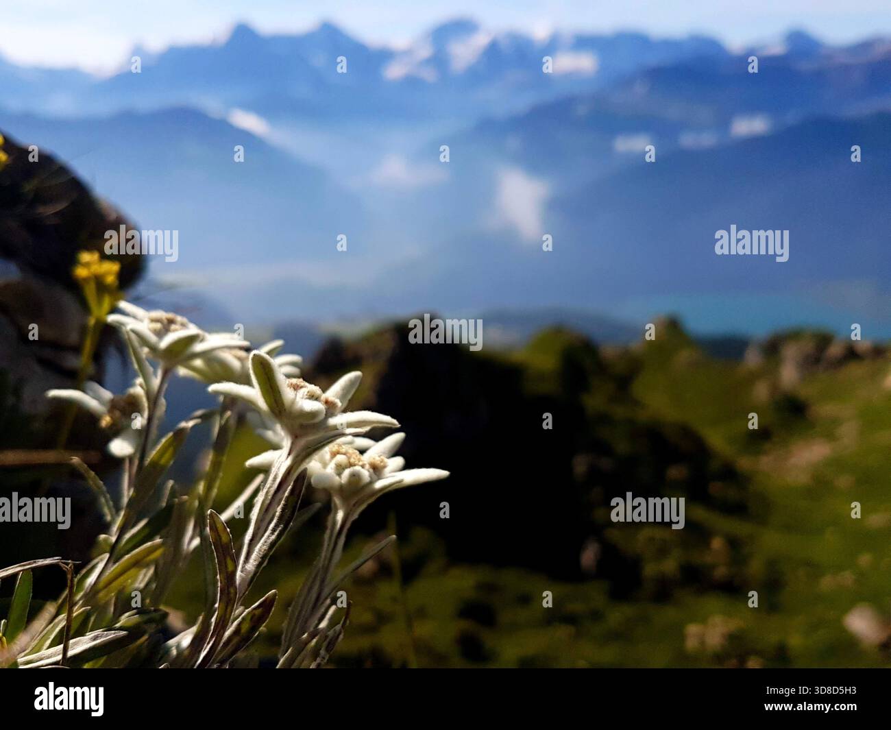 Fotografia unica di un piccolo gruppo di fiori di stella alpina con vista mozzafiato sulle imponenti Alpi svizzere, l'Oberland Bernese Niederhorn Foto Stock