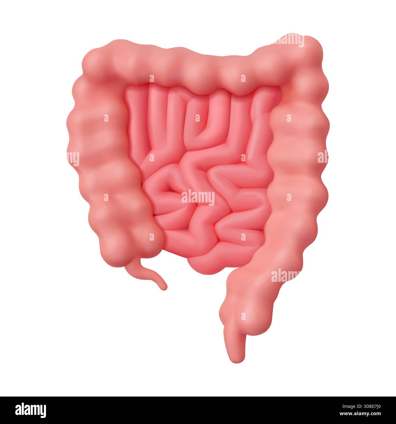 Rendering 3D dettagliato dell'intestino umano che mostra la struttura dell'apparato digerente. L'immagine evidenzia l'intestino crasso con d realistico Illustrazione Vettoriale
