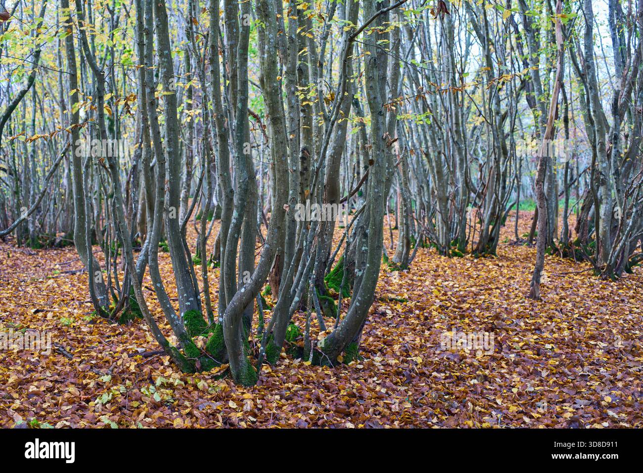 Alberi di carpino Coppiced in un bosco antico. Foto Stock