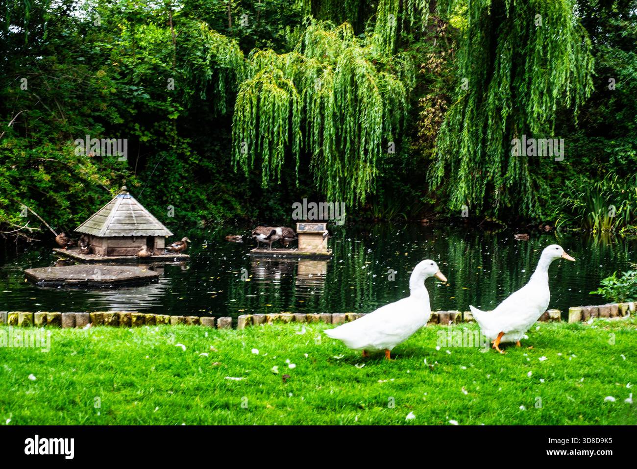 Two Ducks by Pond, Weedon Village, Buckinghamshire, Inghilterra Foto Stock