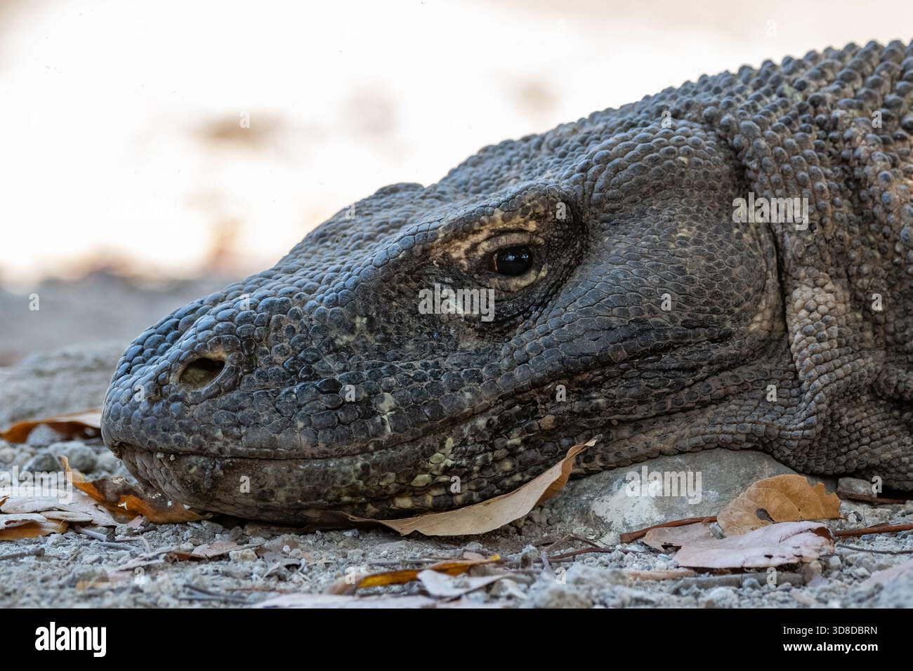 Vista ravvicinata di una testa di drago di Komodo, drago di Komodo, Varanus komodoensis, villaggio di Komodo, isola di Komodo, Pulau Komodo, Nusa Tenggara orientale, Indonesia Foto Stock