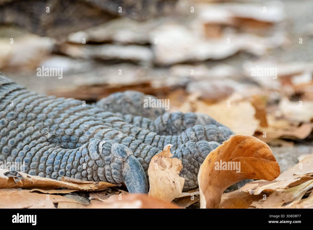 Vista ravvicinata di artigli di drago di Komodo, drago di Komodo, Varanus komodoensis, villaggio di Komodo, isola di Komodo, Pulau Komodo, Nusa Tenggara orientale, Indonesia Foto Stock