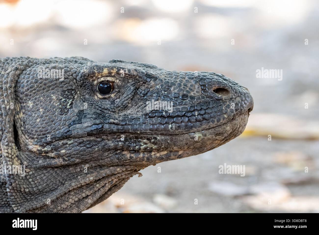Vista ravvicinata di una testa di drago di Komodo, drago di Komodo, Varanus komodoensis, villaggio di Komodo, isola di Komodo, Pulau Komodo, Nusa Tenggara orientale, Indonesia Foto Stock