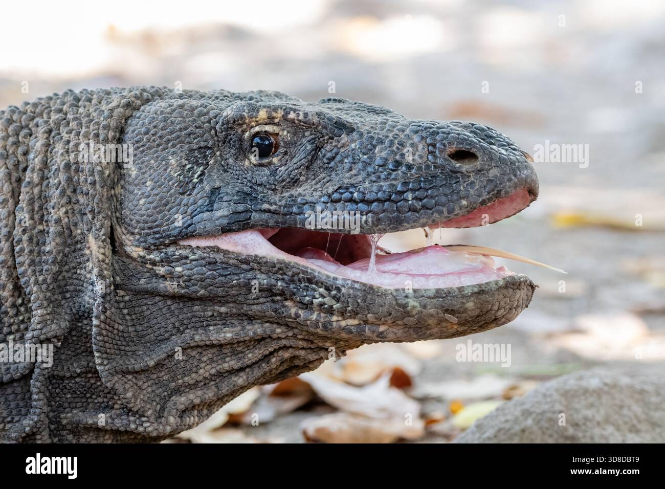 Vista ravvicinata di una testa di drago di Komodo, drago di Komodo, Varanus komodoensis, villaggio di Komodo, isola di Komodo, Pulau Komodo, Nusa Tenggara orientale, Indonesia Foto Stock