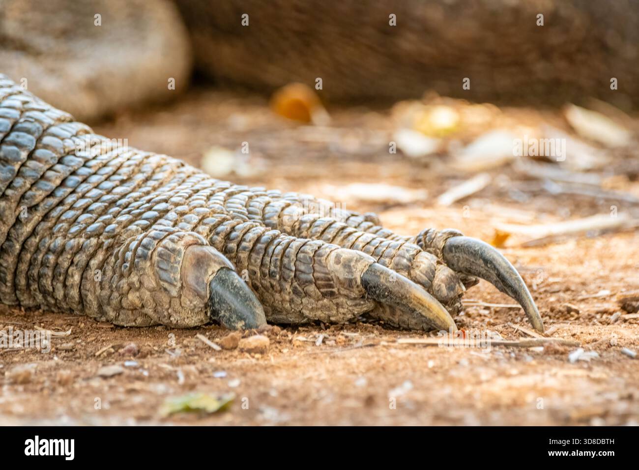 Vista ravvicinata di artigli di drago di Komodo, drago di Komodo, Varanus komodoensis, villaggio di Komodo, isola di Komodo, Pulau Komodo, Nusa Tenggara orientale, Indonesia Foto Stock