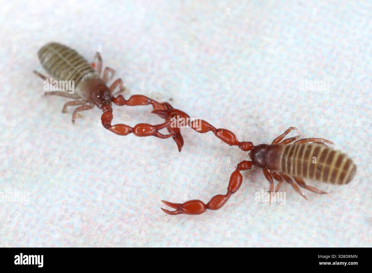Pseudoscorpioni del genere Lamprochernes nella famiglia Chernetidae durante il combattimento o il comportamento riproduttivo. Foto Stock