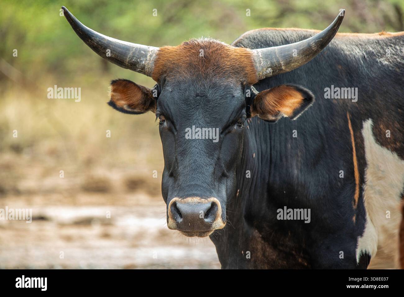 Un colpo alla testa di una mucca a corno lungo della Namibia che guarda la telecamera. Foto Stock