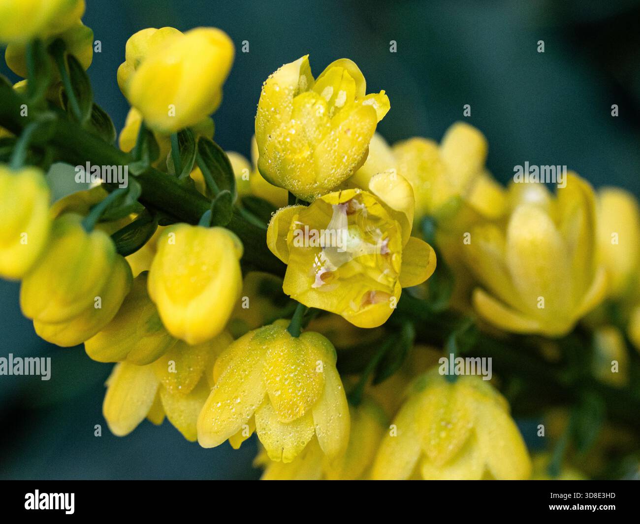 primo piano di un gruppo di fiori gialli di limone pallido di Foto Stock