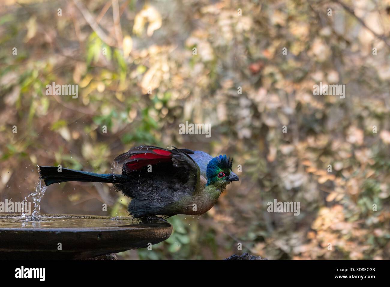 Turaco con cresta viola (Gallirex porphyreolophus) che decolla dal bordo di un bagno di uccelli Foto Stock