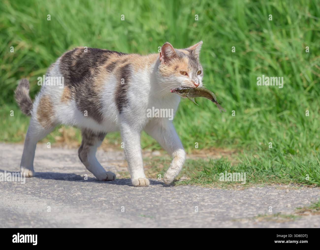 Gatto affamato, tricolore bianco, camminando per un sentiero e tenendo in bocca un pesce fresco, un pasto sano e sano, Corfù, Grecia Foto Stock