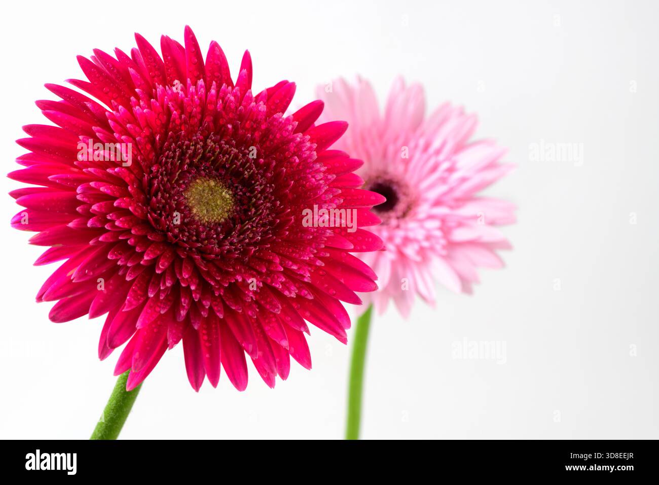 Margherita di Gerbera rosa vibrante con gocce di rugiada sui petali e fiore a margherita Gerbera rosa chiaro primo piano isolato su sfondo bianco Foto Stock