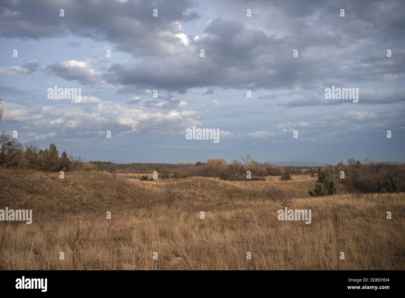 Ampio prato asciutto con erba dorata e arbusti sparsi si estende sotto nuvole grigie stratificate, basse colline e alberi sparsi che fiancheggiano l'orizzonte lontano bene Foto Stock