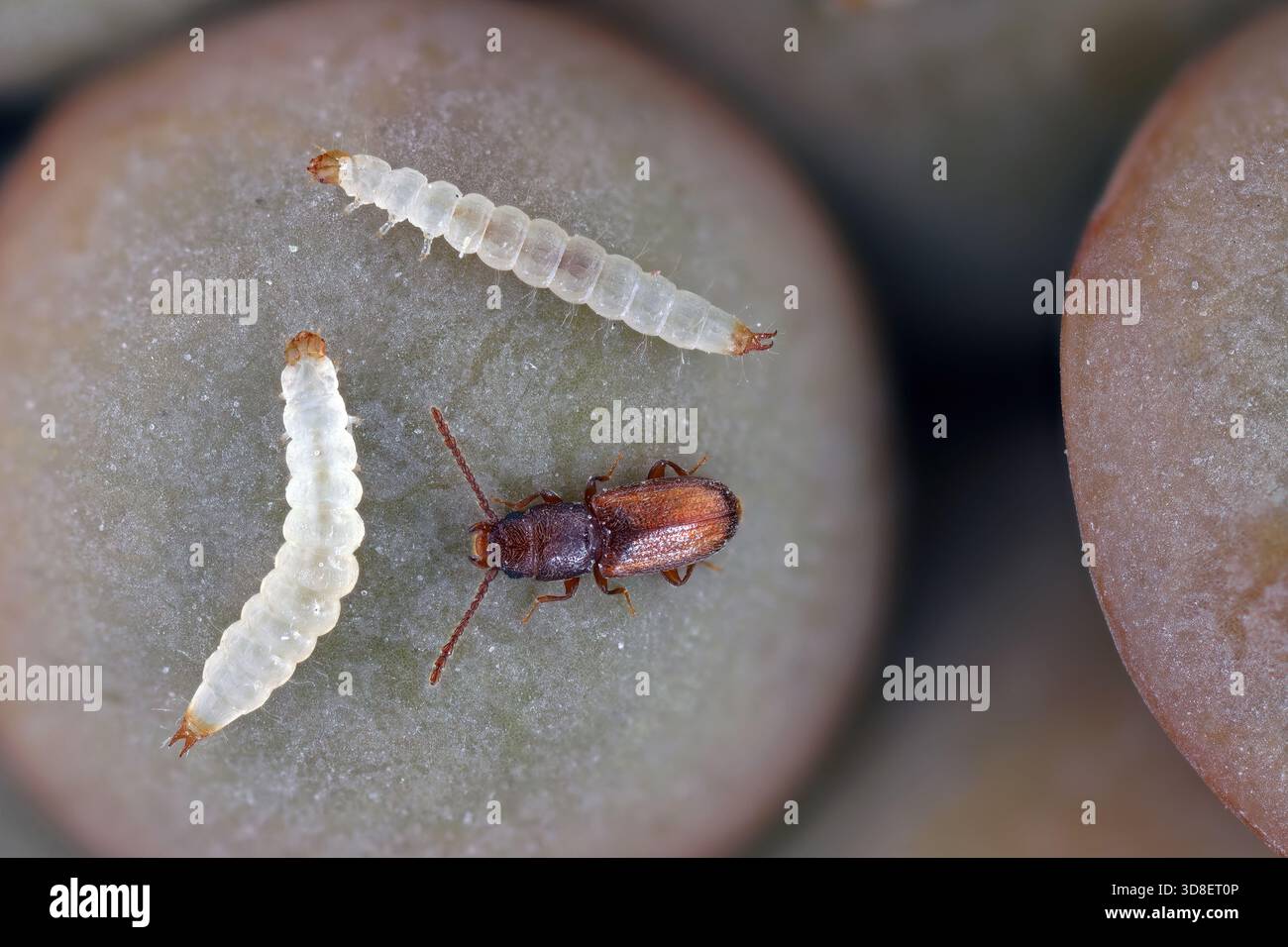 Larve e coleottero a grana piatta adulto, Cryptolestes pusillus, una specie di scarabeo di corteccia piatta fiancheggiato originaria dell'Europa. Si nutre di prodotti a base di cereali ed è un pe Foto Stock