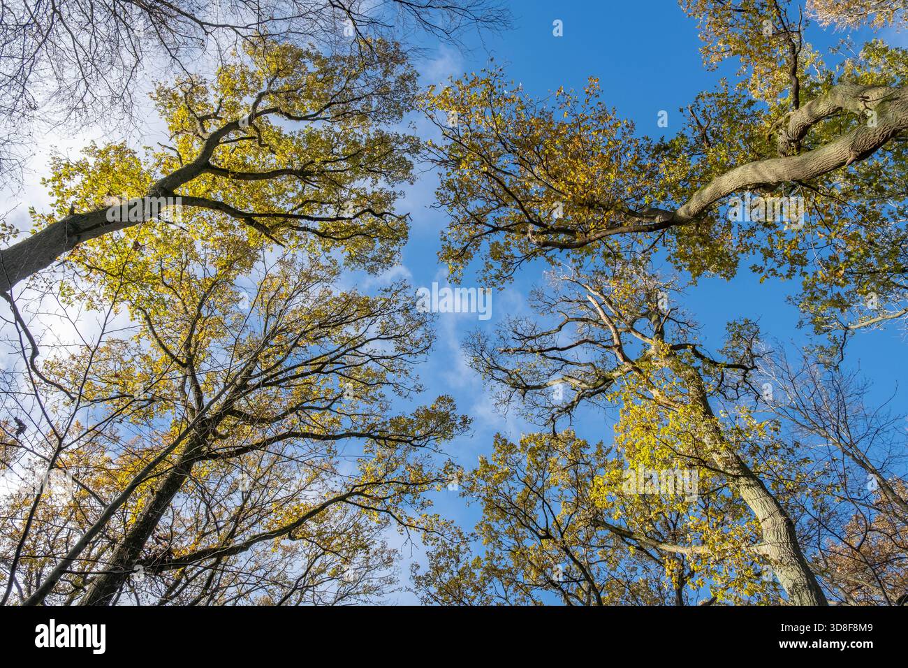 Guardando l'ultimo dei colori autunnali sugli alti alberi che si affacciano sul ricco cielo blu, Worcestershire, Inghilterra. Foto Stock