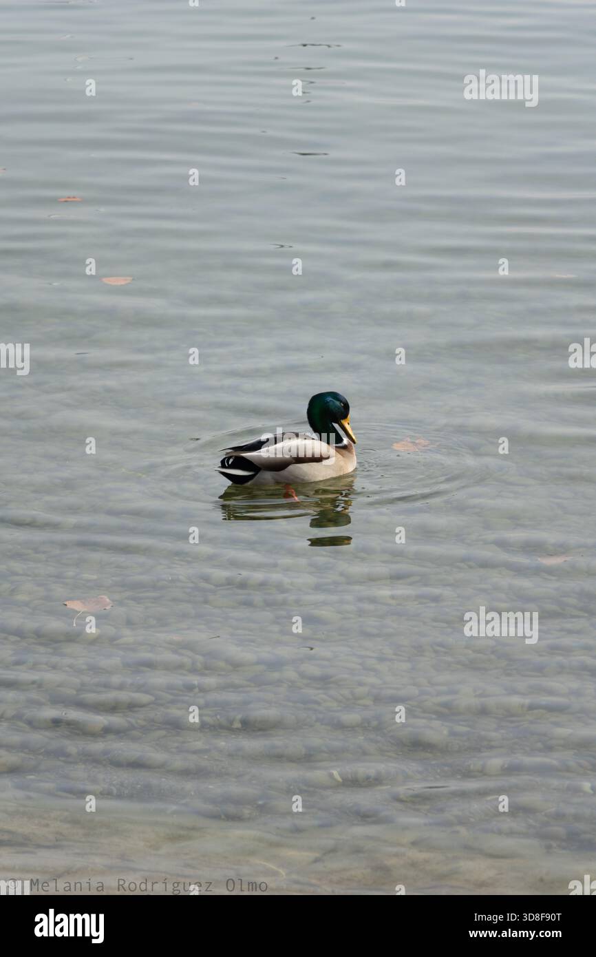 Anatra maschile (Anas platyrhynchos) che nuota nelle limpide acque poco profonde del lago di Zurigo, Svizzera. Uccello faunistico con riflessi visibili. Foto Stock