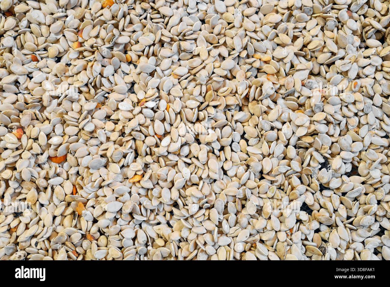 Foto dei semi di zucca durante l'asciugatura. Foto Stock