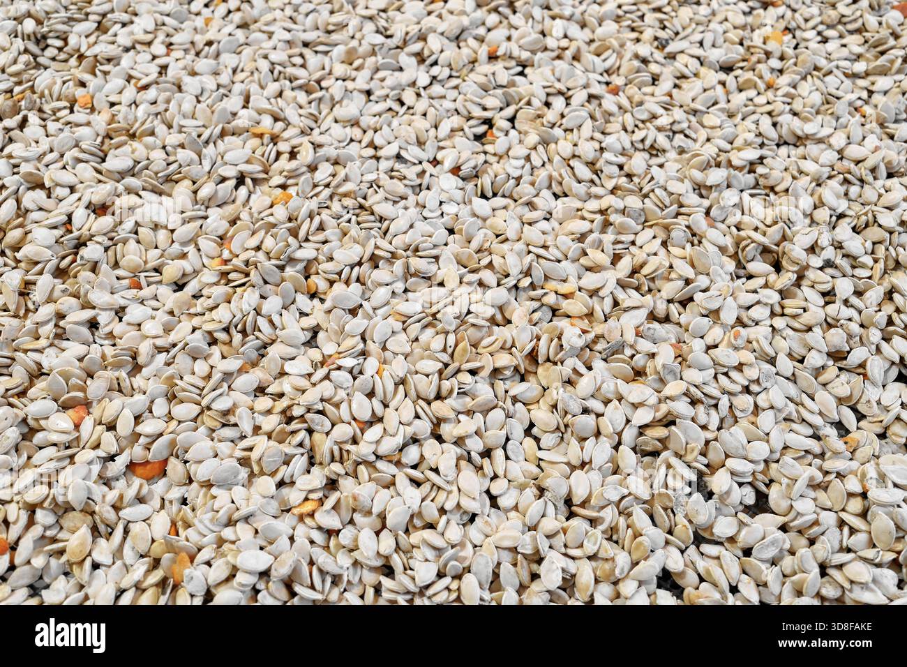 Foto dei semi di zucca durante l'asciugatura. Foto Stock