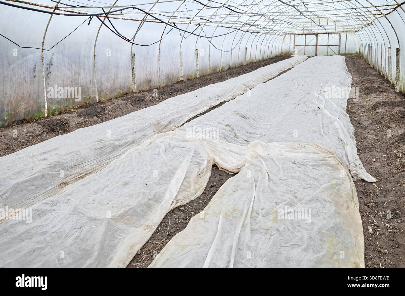 Interno di un'azienda agricola biologica a effetto serra con coperture agrotessili. Foto Stock