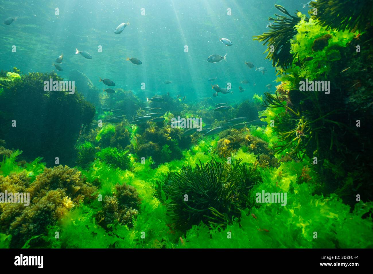 Alghe con pesci, paesaggio marino sottomarino naturale nell'oceano Atlantico, Spagna, Galizia, Rias Baixas Foto Stock
