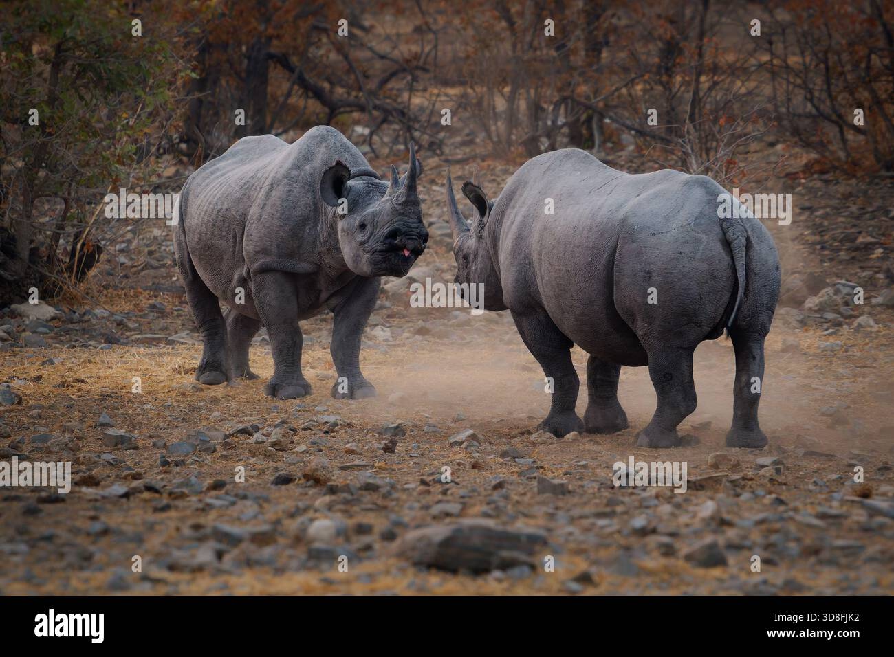 Rinoceronti neri o rinoceronti dalle labbra agganciate - Diceros bicornis due rinoceronti combattono in duello serale vicino alla sorgente, grande animale originario di est e sout Foto Stock