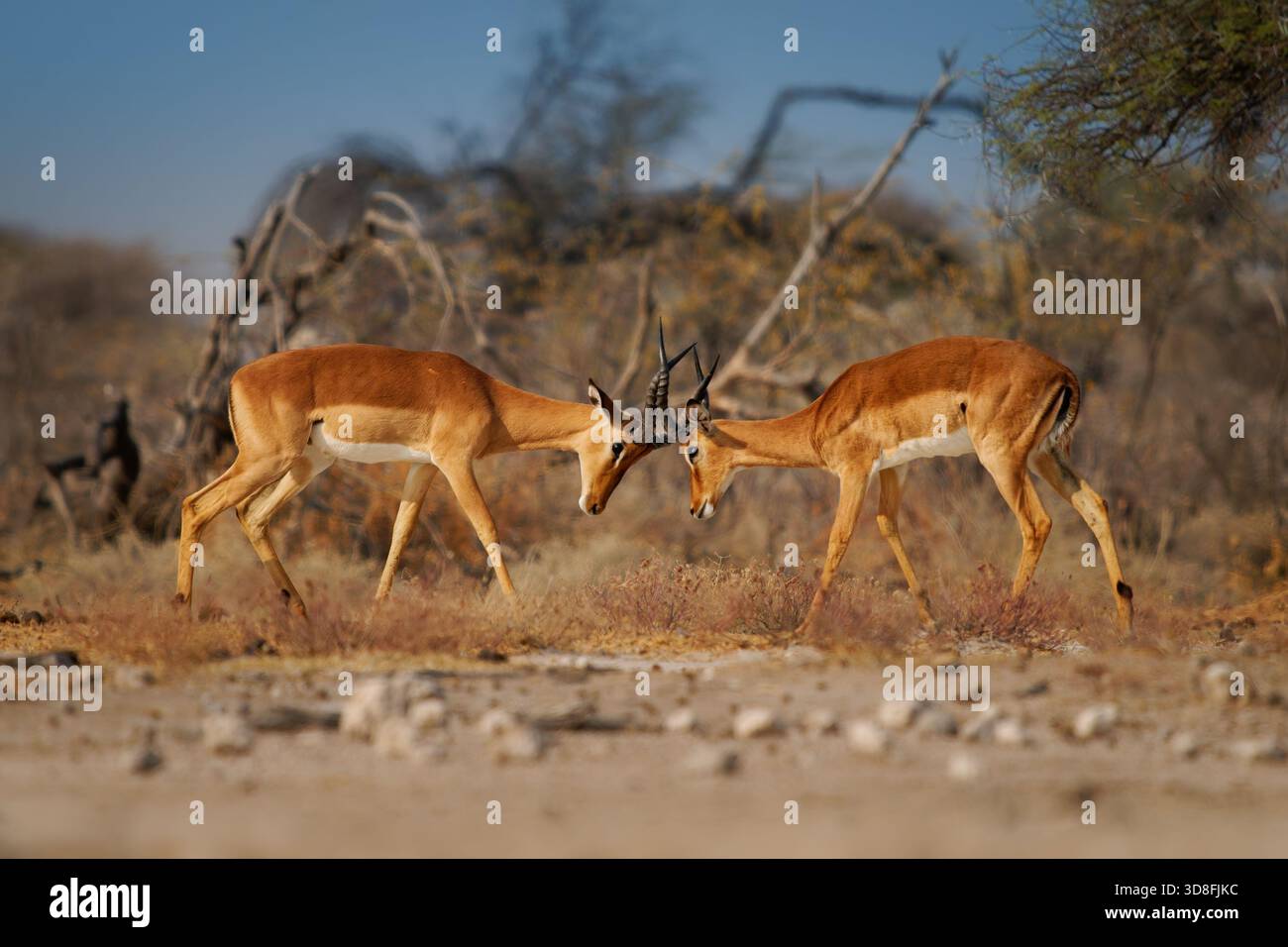 Duello, impala dalla faccia nera Aepyceros melampus petersi è una sottospecie più grande e più scura di Impala o rooibok, antilopi di medie dimensioni e dal corpo sottile combattono Foto Stock