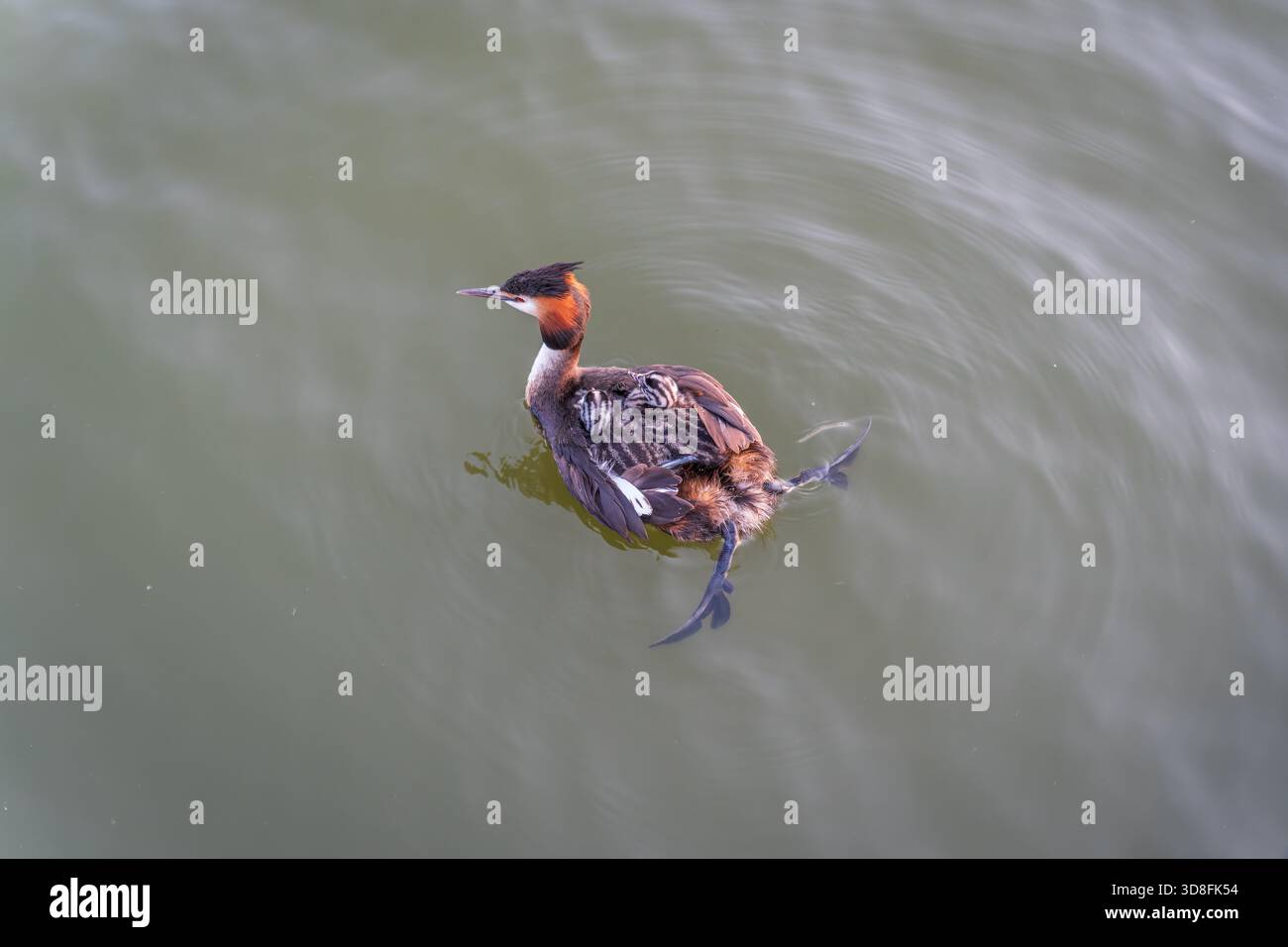L'uccello d'acqua Great crested Grebe nuotare nel lago, e i suoi bambini carini a cavallo sulla sua schiena. Il grande grebe scricchiolito, Podiceps cristatus, è un mem Foto Stock