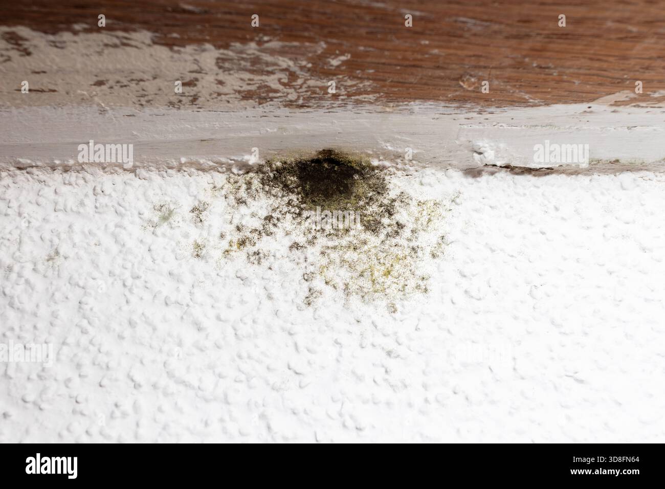 Punto di muffa, muffa, muffa o fungo sulla parete bianca sotto la finestra. Foto Stock