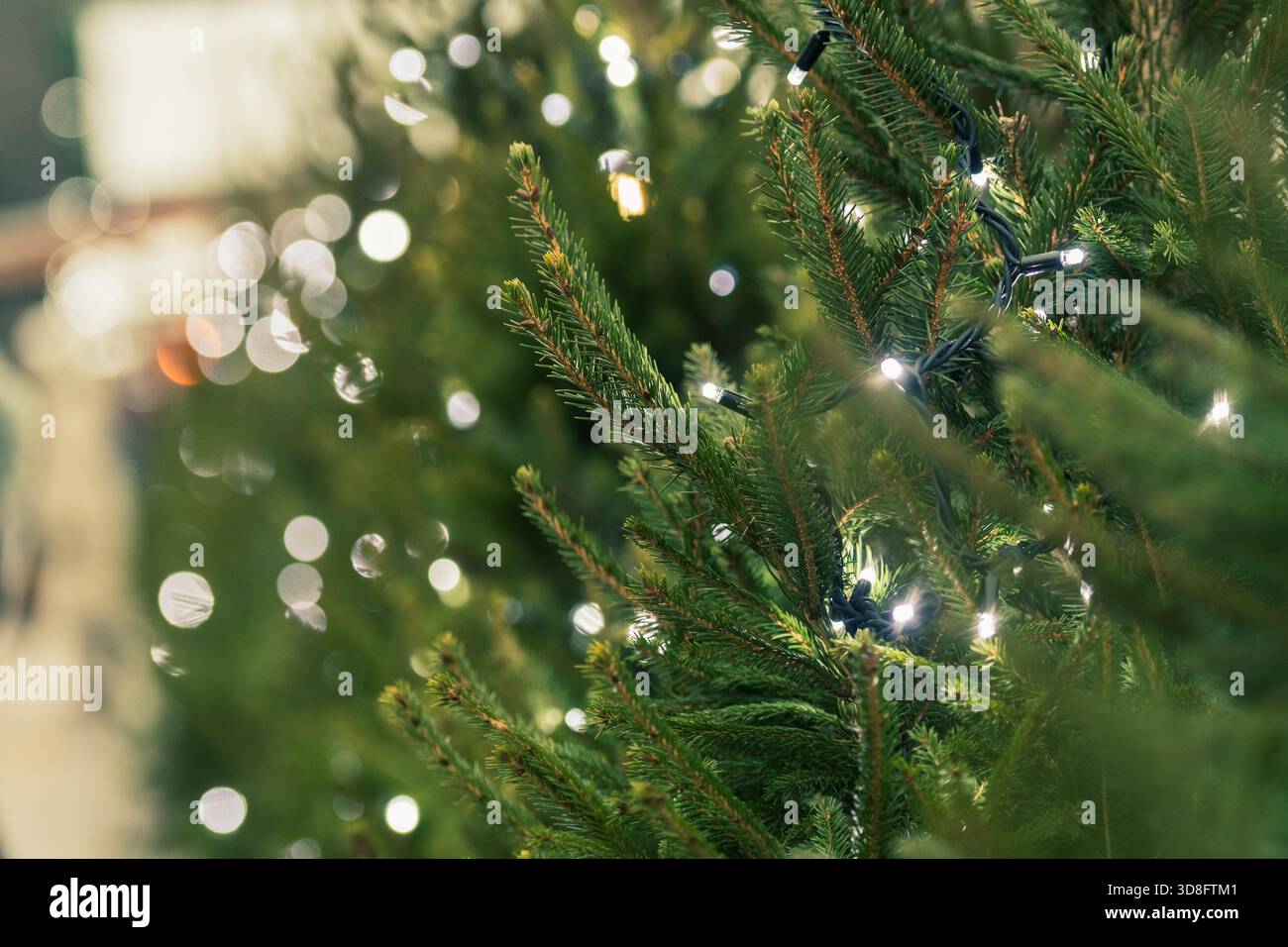 Primo piano di un albero di Natale decorato con luci a corda, con illuminazione soffusa bokeh e rami di pino verde Foto Stock