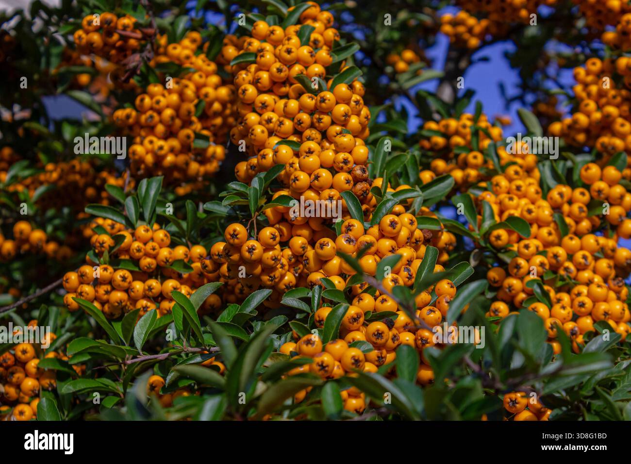 Primo piano di un ammasso di arbusti di pyracantha (pyracantha coccinea), con bacche di arancia brillante e sfondo di foglie di verde scuro. Colori autunnali brillanti e a Foto Stock