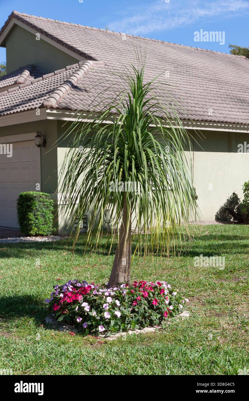 Una palma da coda di ponte o Elephant's Foot Tree in a Yard in Florida, Stati Uniti Foto Stock