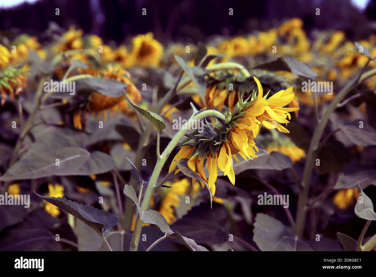 Cornice completa di infiorescenze di girasole (Helianthus annuus), distese al crepuscolo, Umbria, Italia Foto Stock