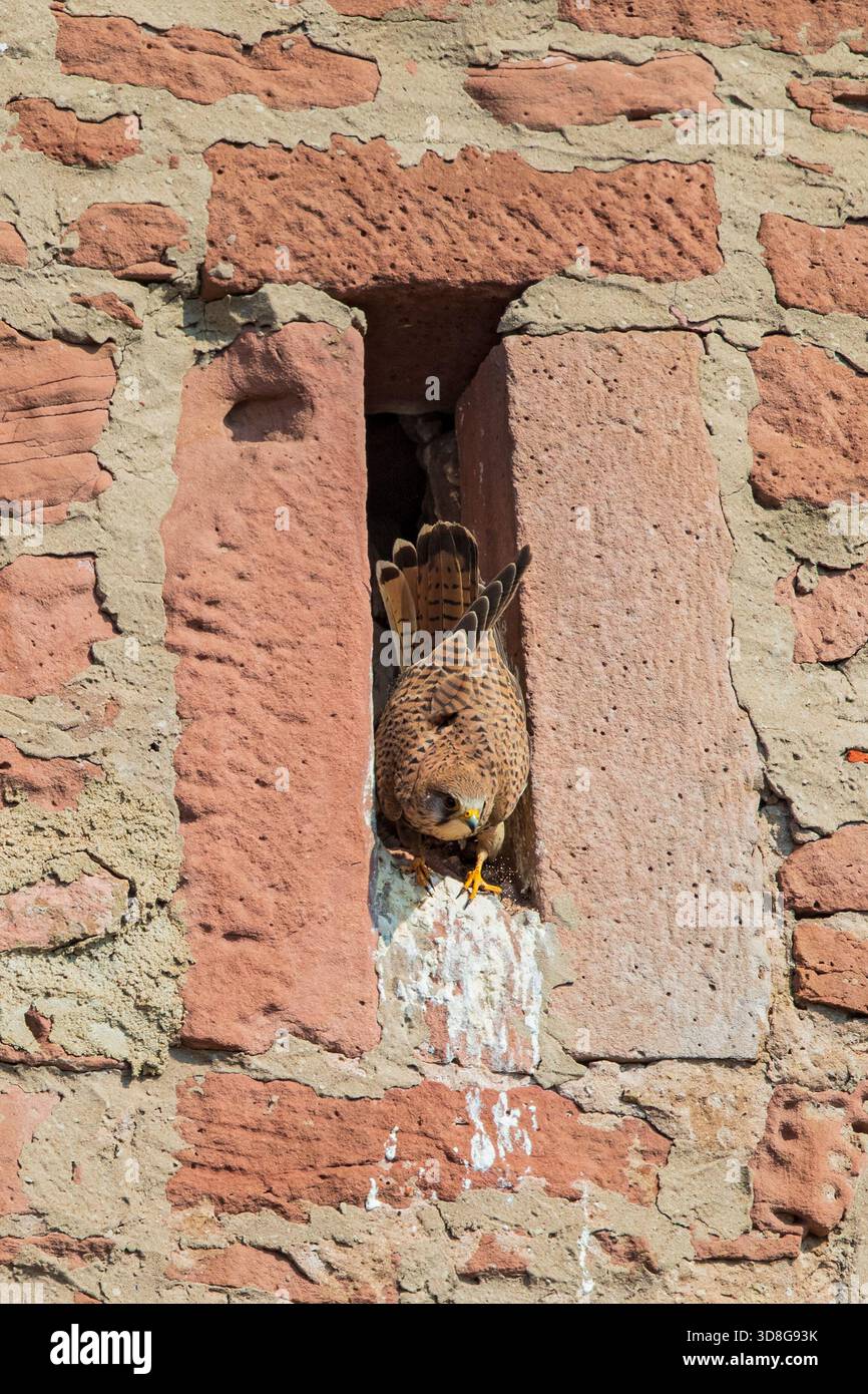 Femmina comune di Kestrel (Falco tinnunculus) arroccata all'ingresso della cavità riproduttiva nel muro di pietra, Assia, Germania Foto Stock